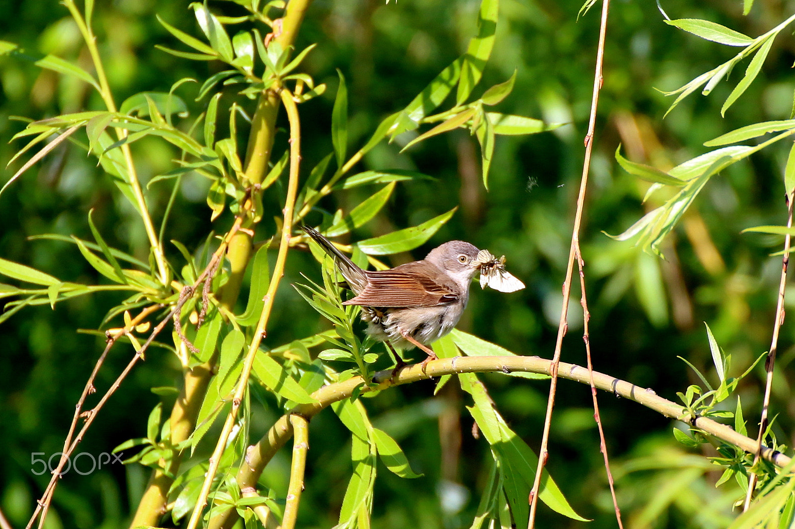 Tamron SP 35mm F1.8 Di VC USD sample photo. Whitethroat photography