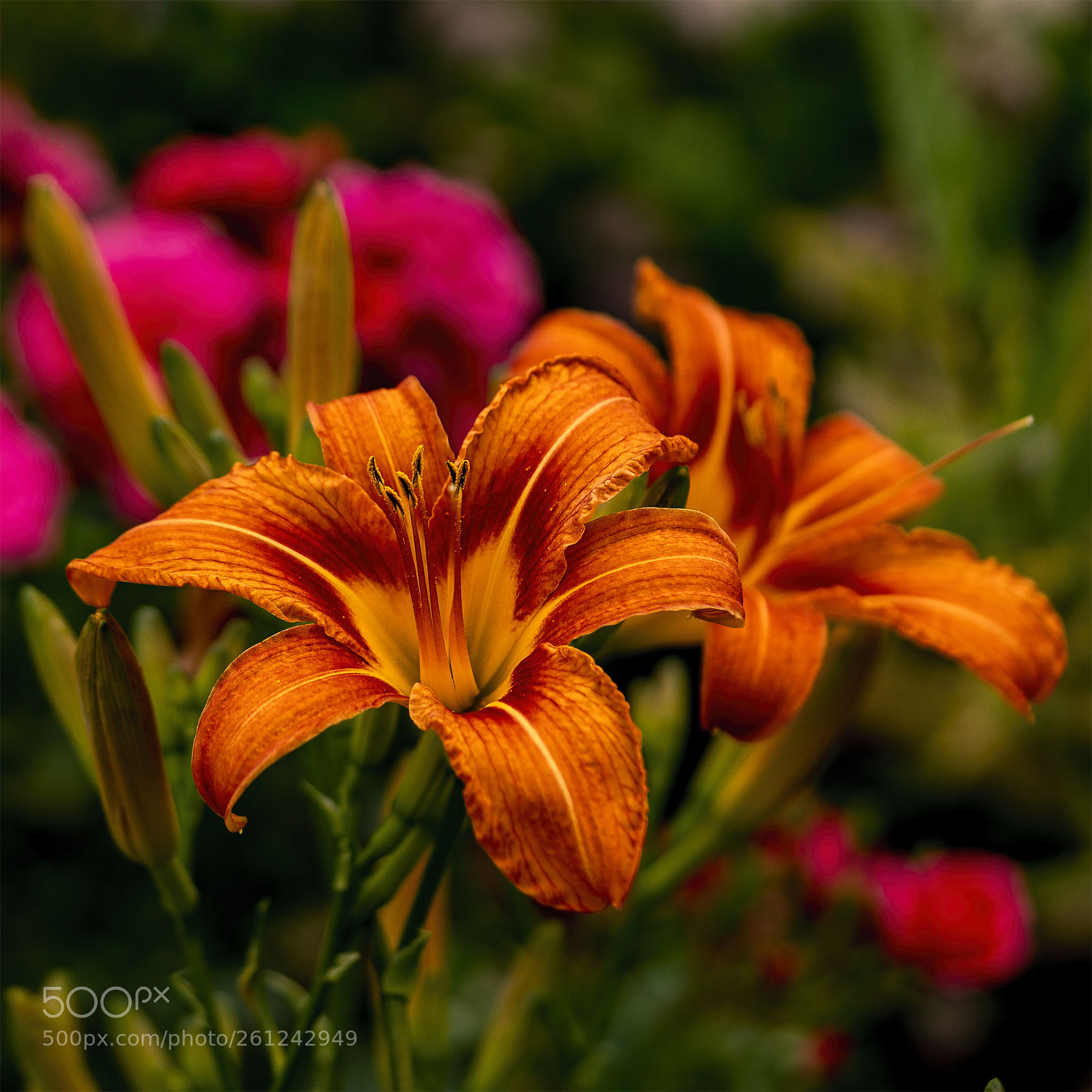 Sony a6300 sample photo. Blüten 070618-002 photography