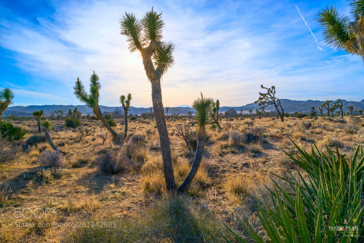 Sony a7R II sample photo. Blue sky in the photography