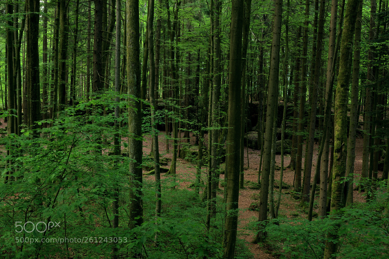 Nikon D7500 sample photo. Rocks, trunks and leaves photography