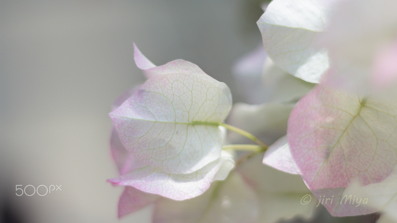Canon EOS 600D (Rebel EOS T3i / EOS Kiss X5) sample photo. Optical transparency photography