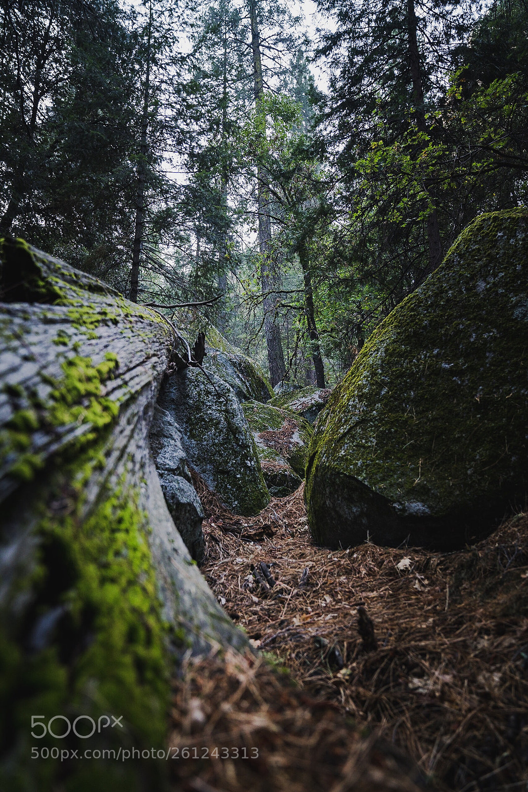 Sony a7R II sample photo. Yosemite forest photography