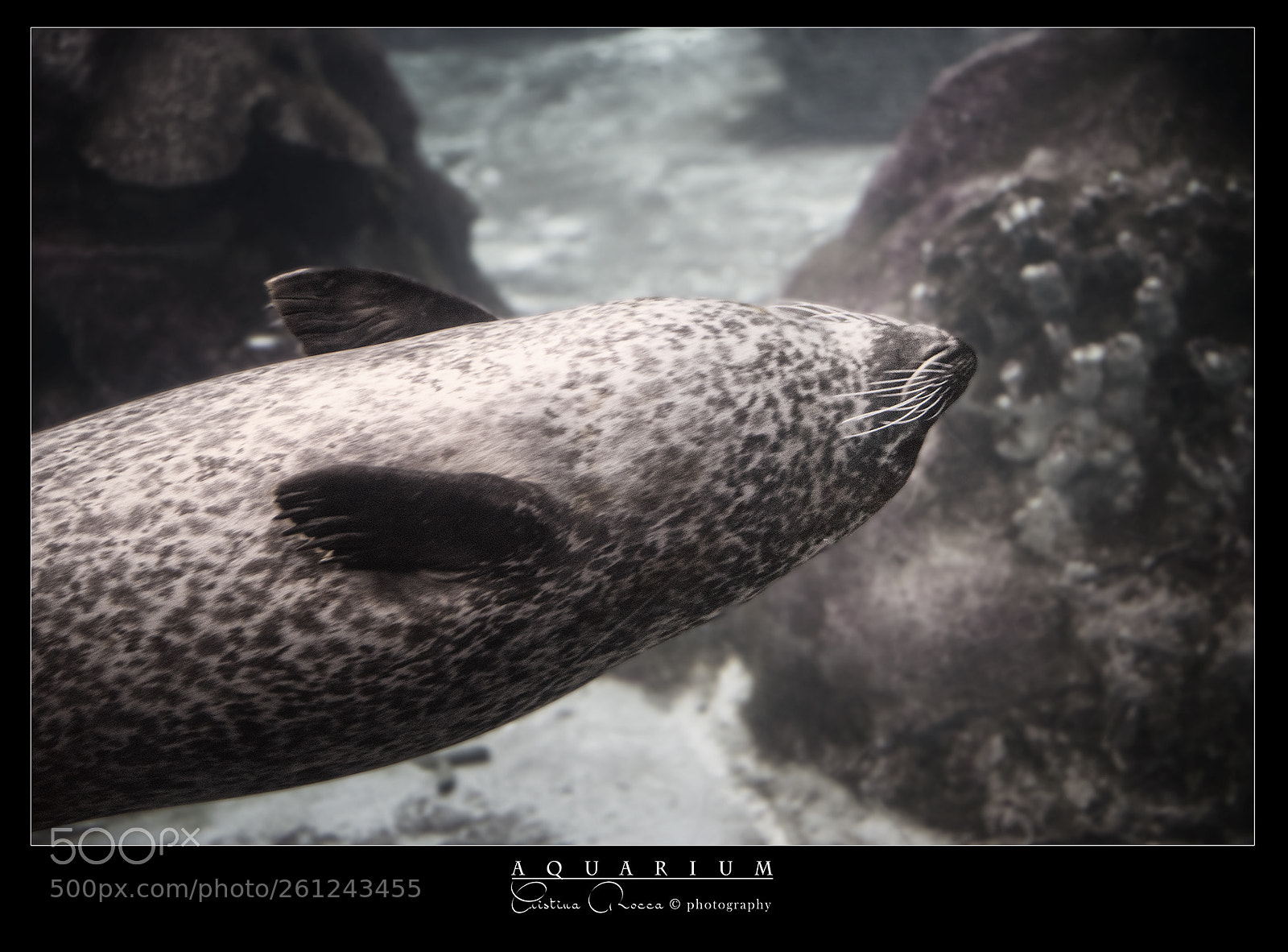 Nikon D750 sample photo. Aquarium photography