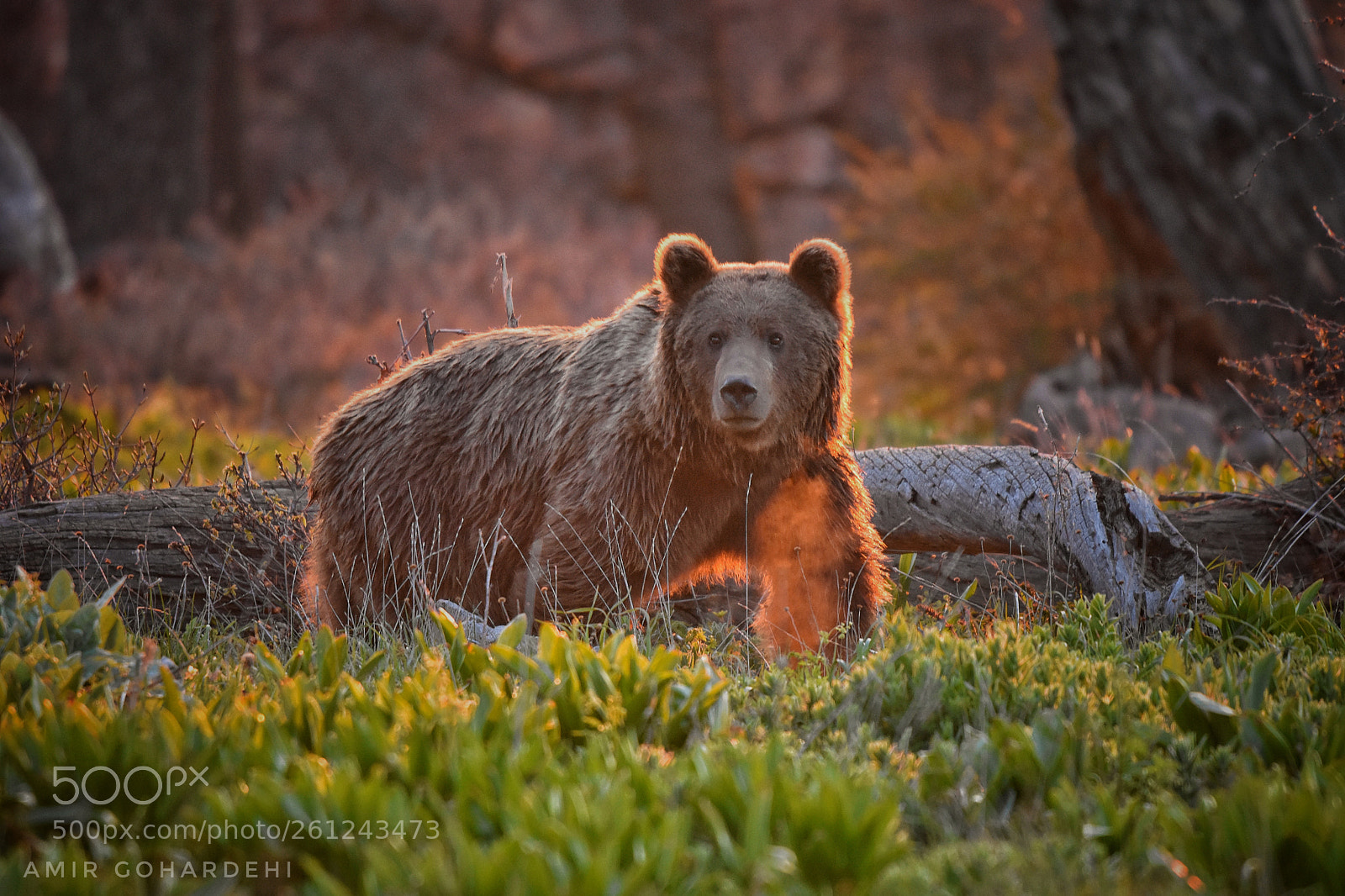 Nikon D7200 sample photo. Brown bear photography