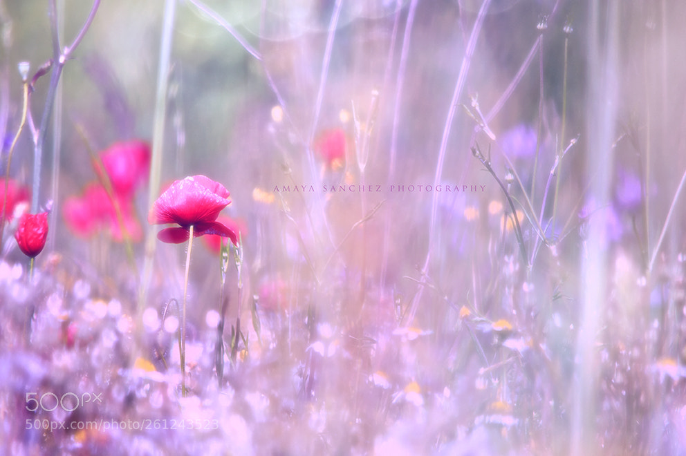 Nikon D3200 sample photo. Sweet dreams are made photography
