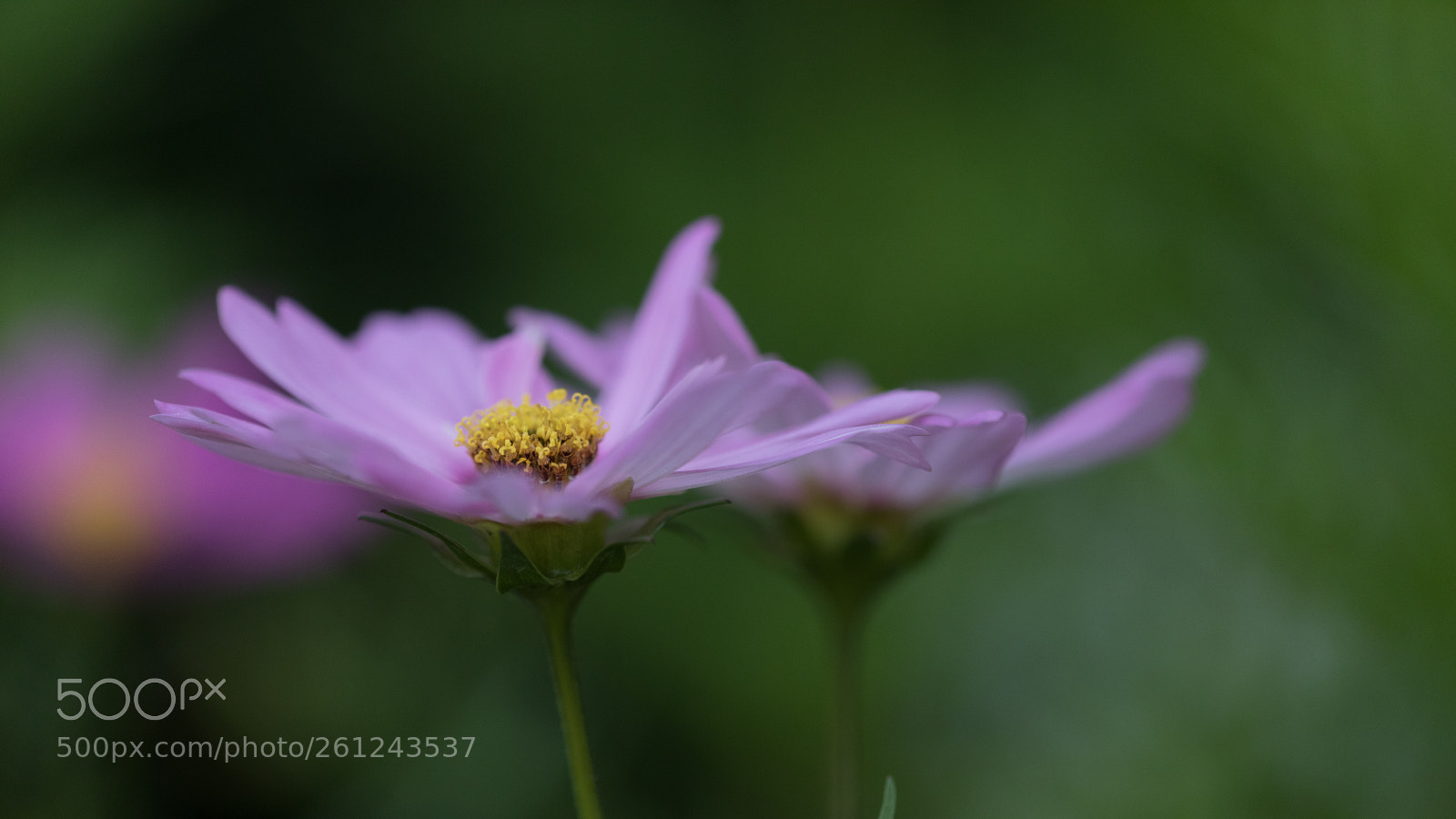 Canon EOS 5D Mark IV sample photo. Cosmolicious! photography