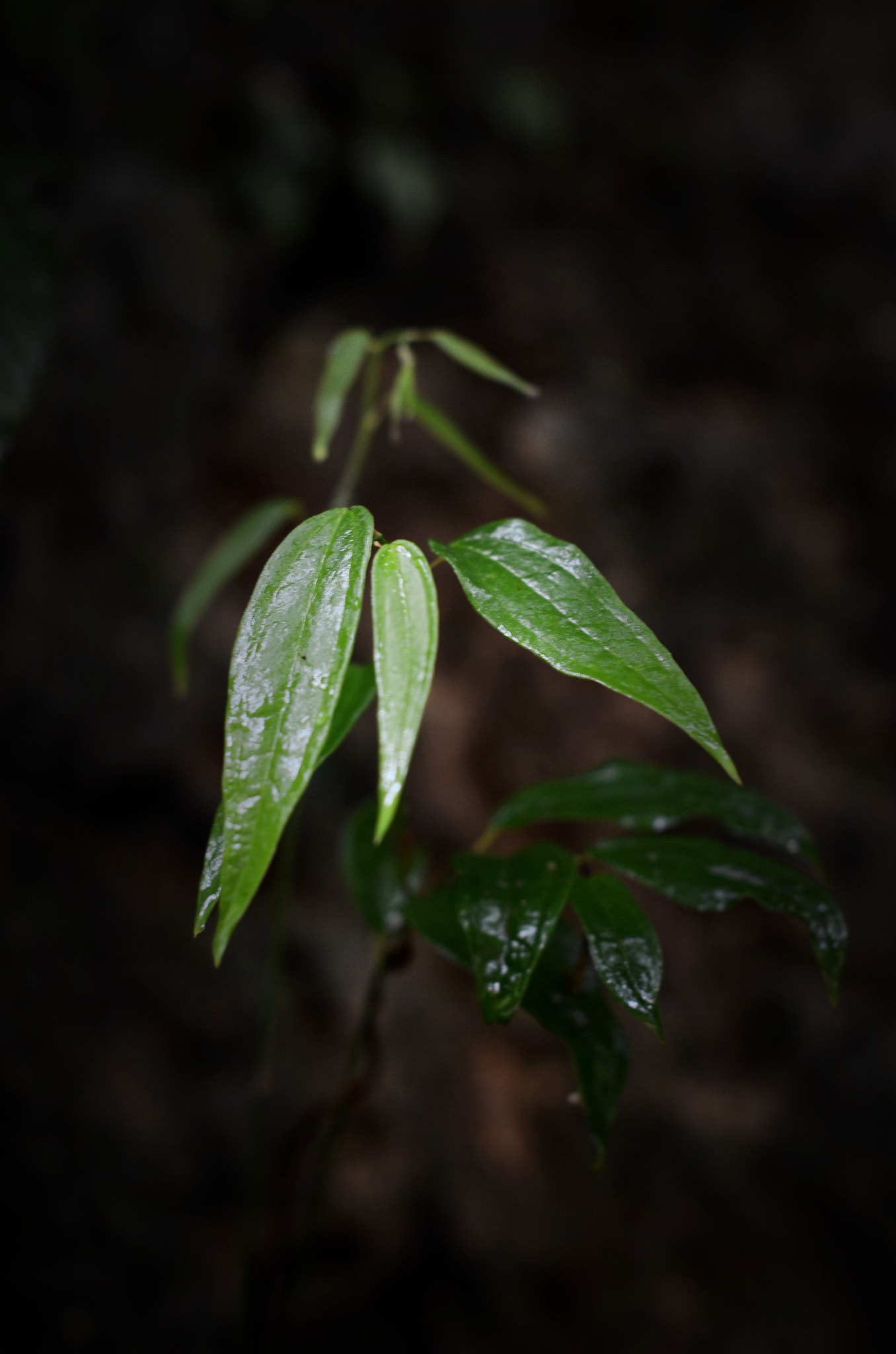 Nikon D7000 + Nikon AF-S Nikkor 50mm F1.4G sample photo. 滋润 photography