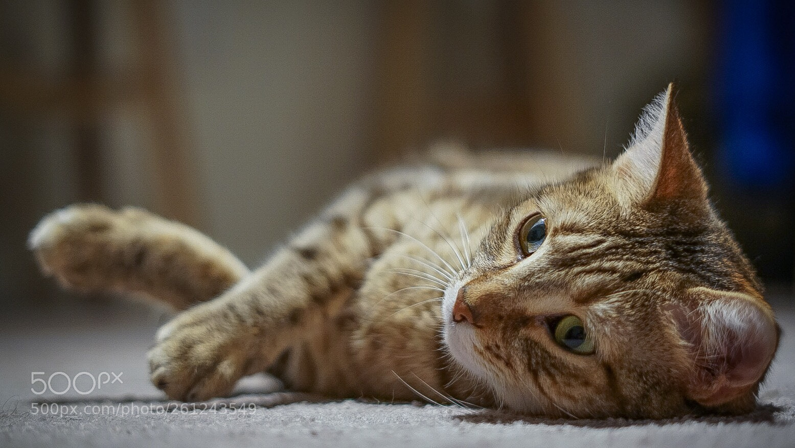 Sony a7R II sample photo. Cat photography