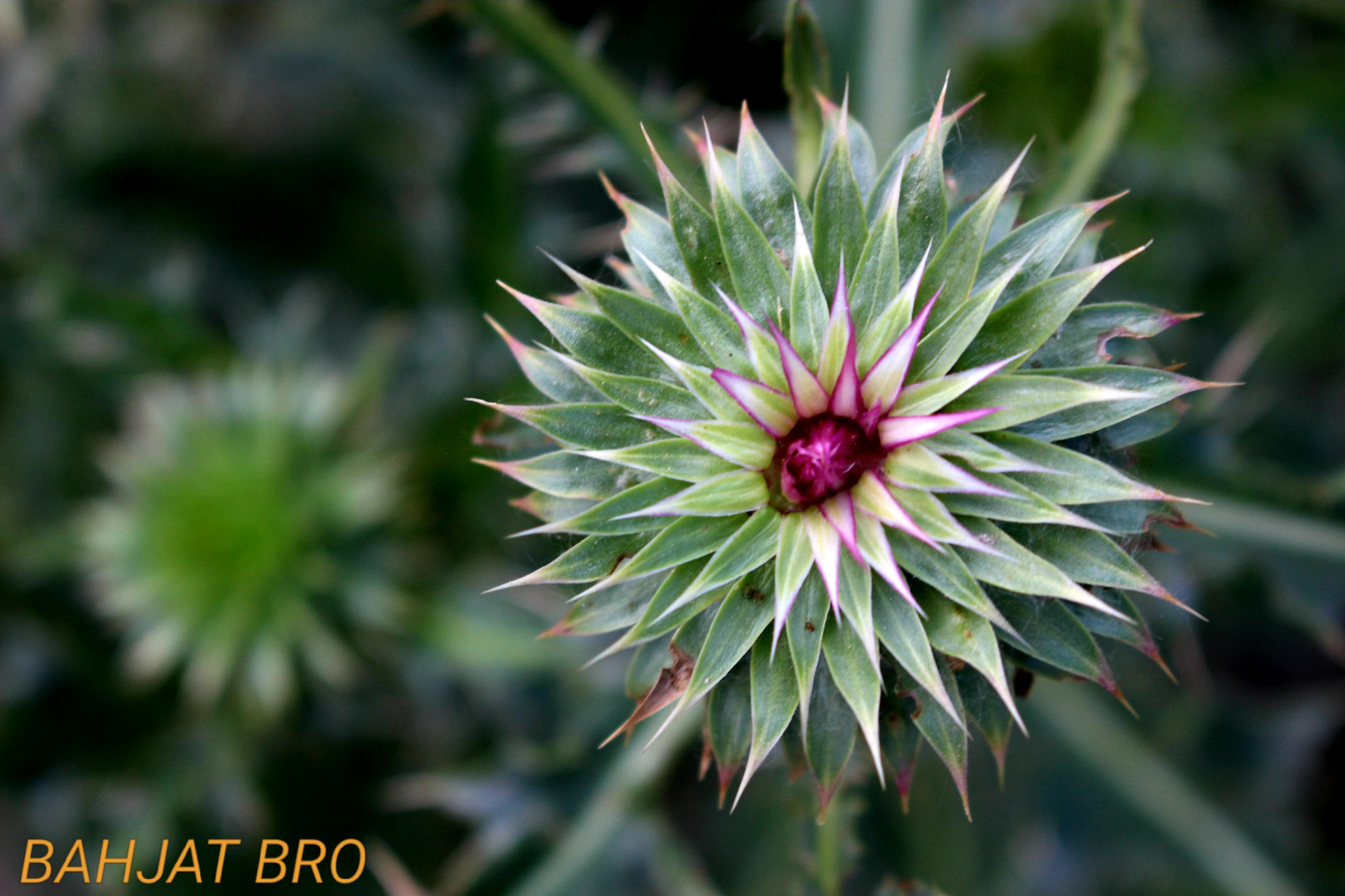 Canon EOS 100D (EOS Rebel SL1 / EOS Kiss X7) sample photo. Good morning world photography