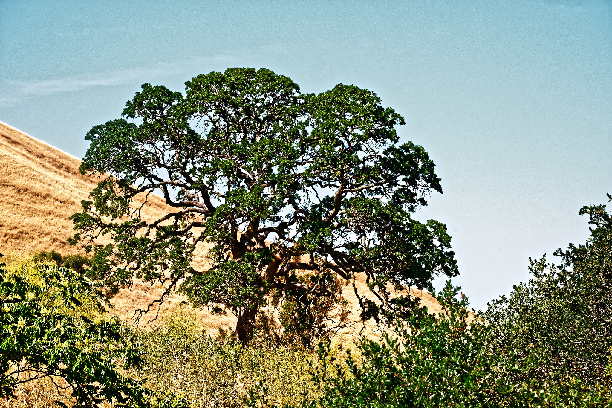 Fujifilm X-E2 sample photo. Silver oak kodachrome photography