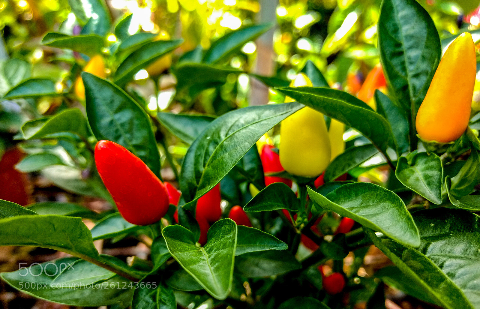 Motorola Moto G (4) sample photo. Chiles photography
