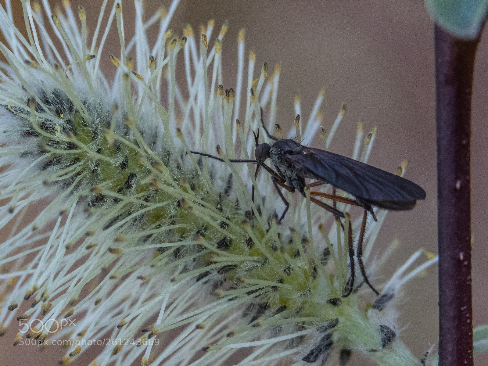 Canon EOS 7D Mark II sample photo. Dance fly in pussy photography