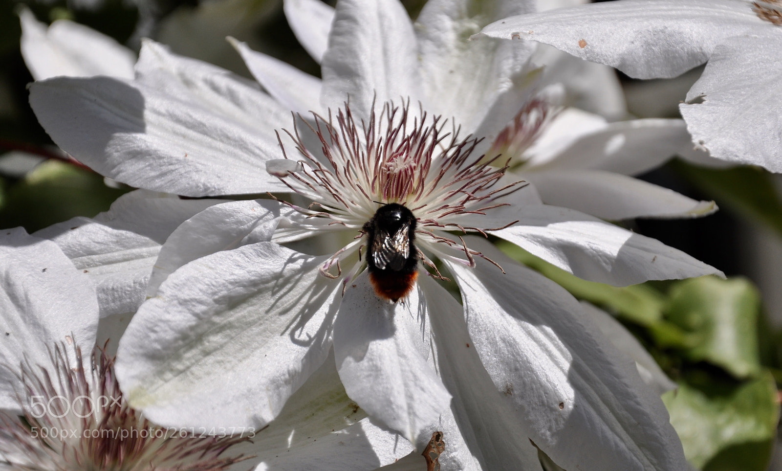 Nikon D90 sample photo. Bumble bee photography