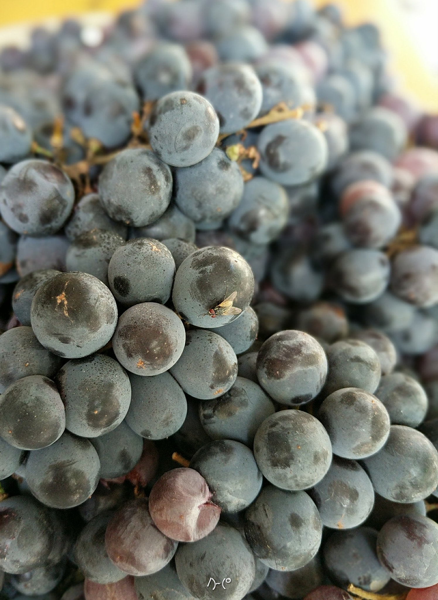 Google Pixel XL sample photo. Grapes and a visitor photography