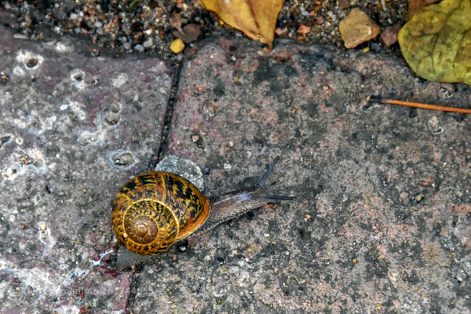 Nikon D7200 sample photo. Snail photography
