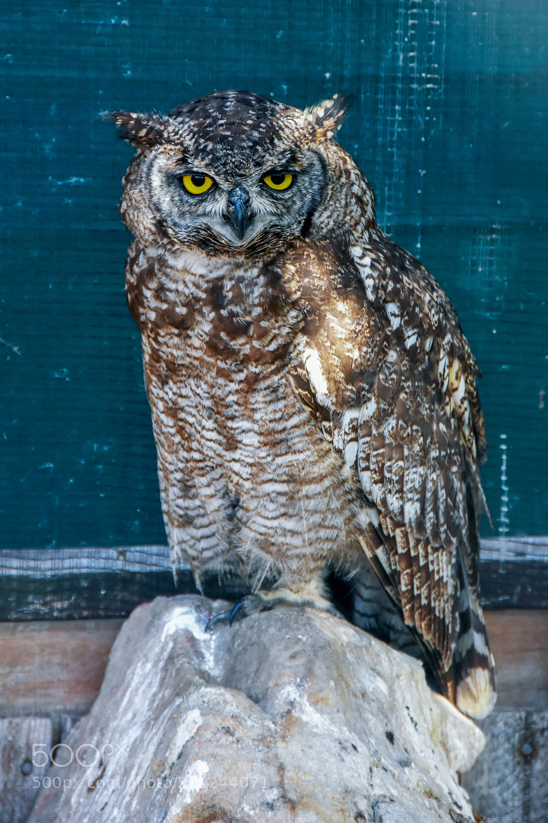 Nikon D7200 sample photo. Owl photography