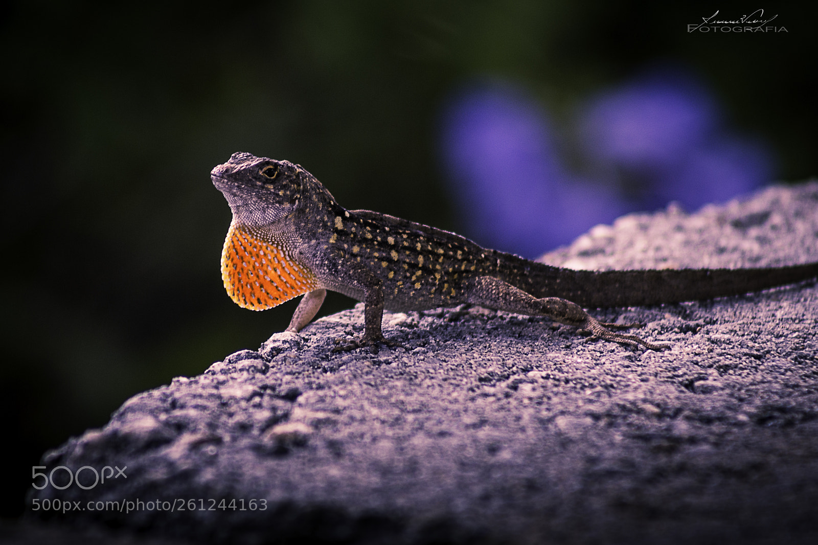 Canon EOS 6D sample photo. O lagarto photography