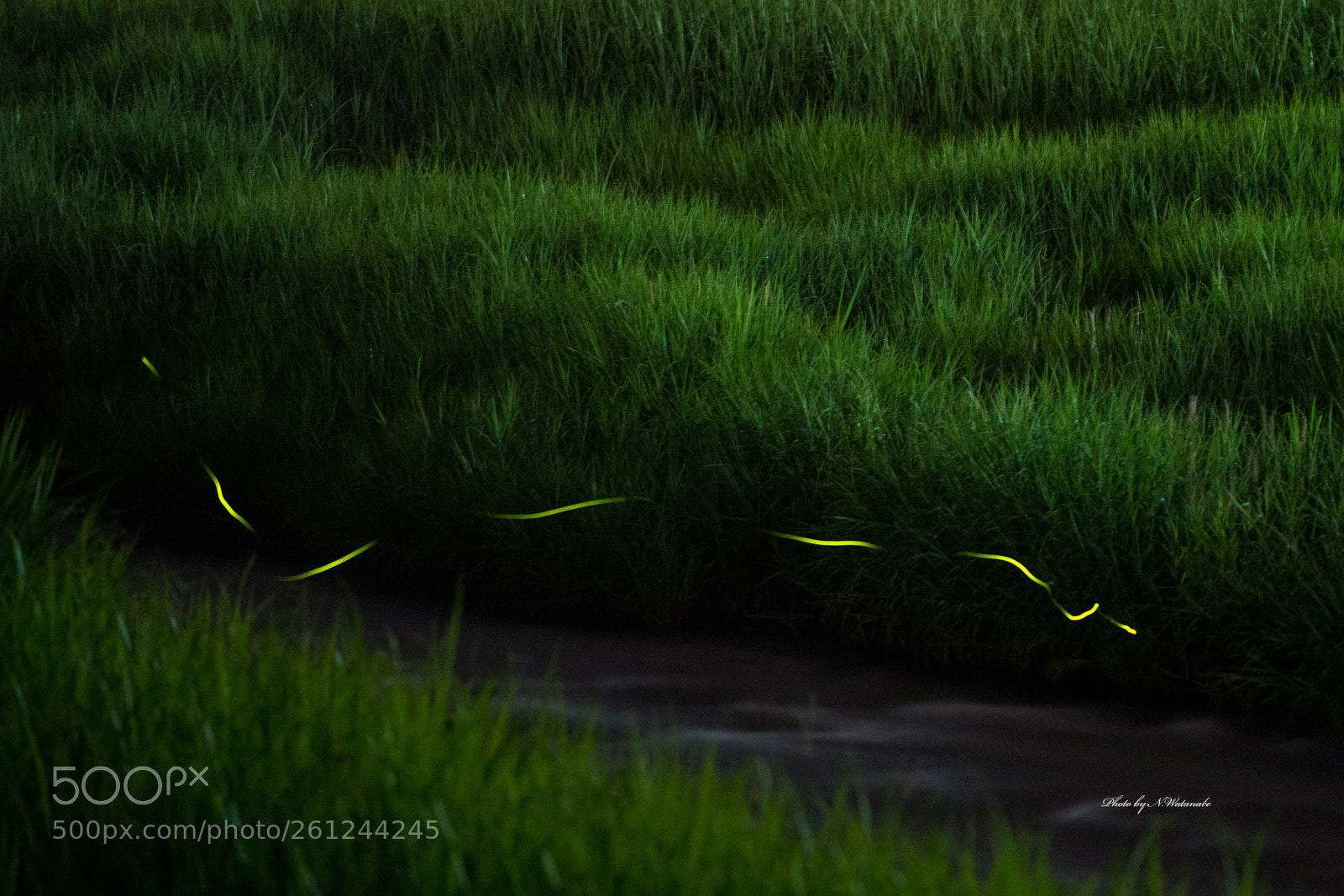 Nikon D800 sample photo. 蛍  (firefly) photography