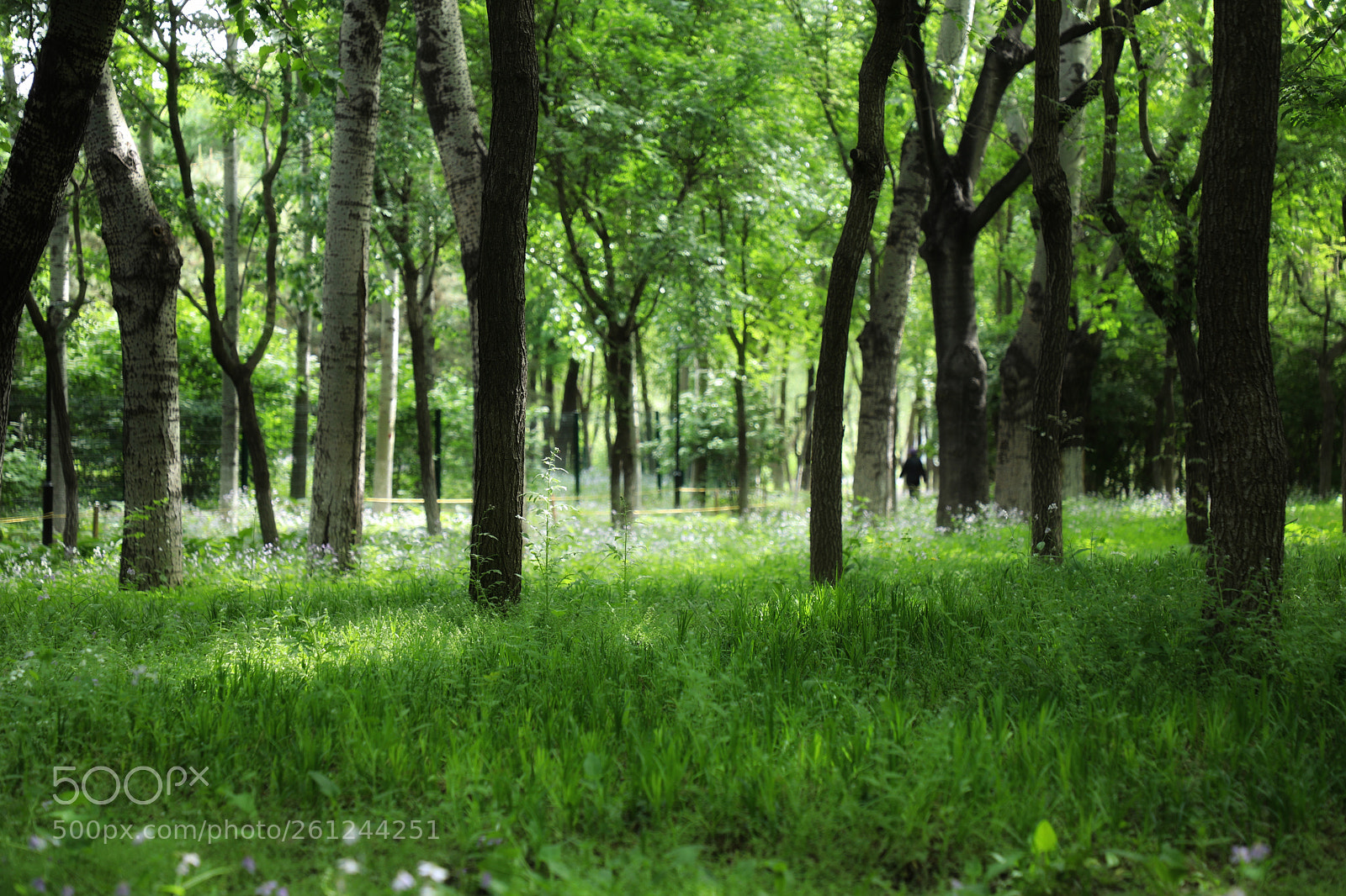 Canon EOS 5D Mark IV sample photo. Untitled photography
