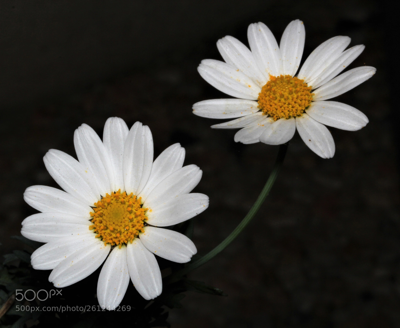 Canon EOS 600D (Rebel EOS T3i / EOS Kiss X5) sample photo. Untitled photography