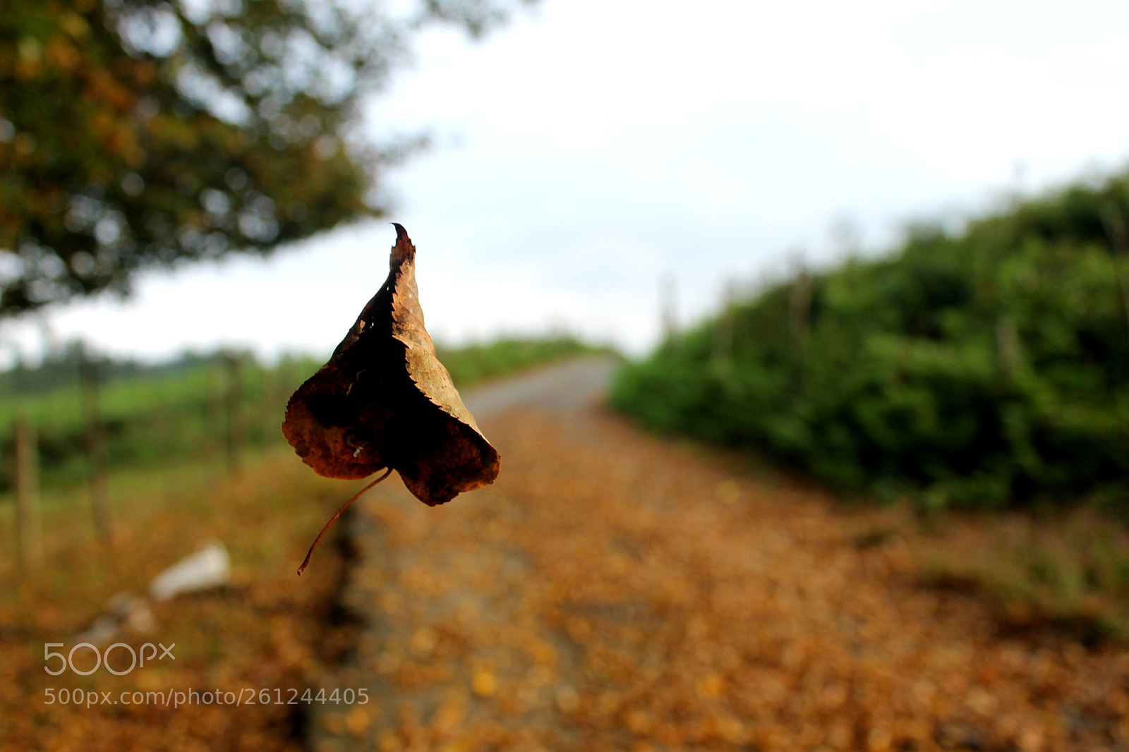Canon EOS 1100D (EOS Rebel T3 / EOS Kiss X50) sample photo. Anaseuli dendropark georgia photography