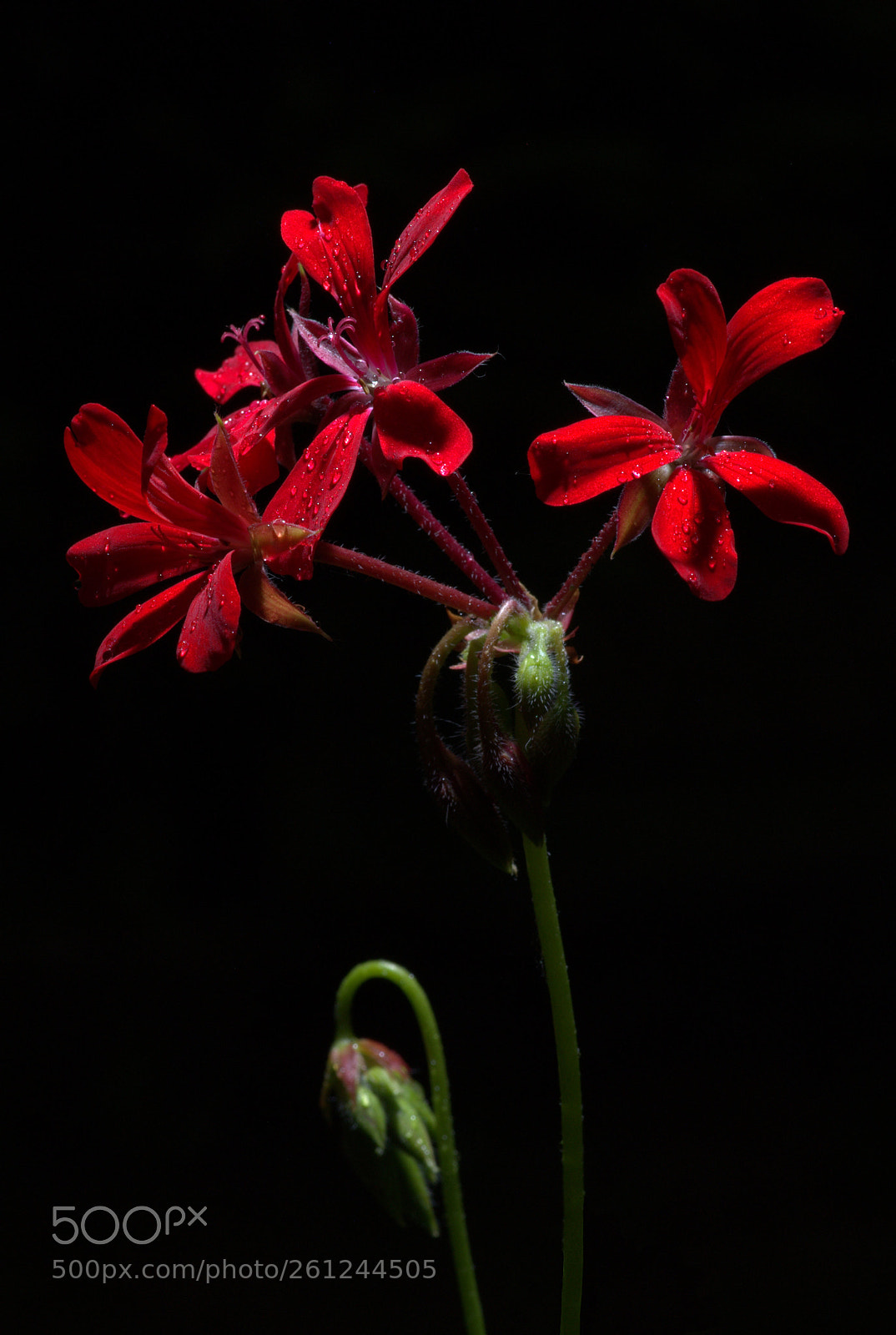 Pentax K200D sample photo. Red flower after rain photography