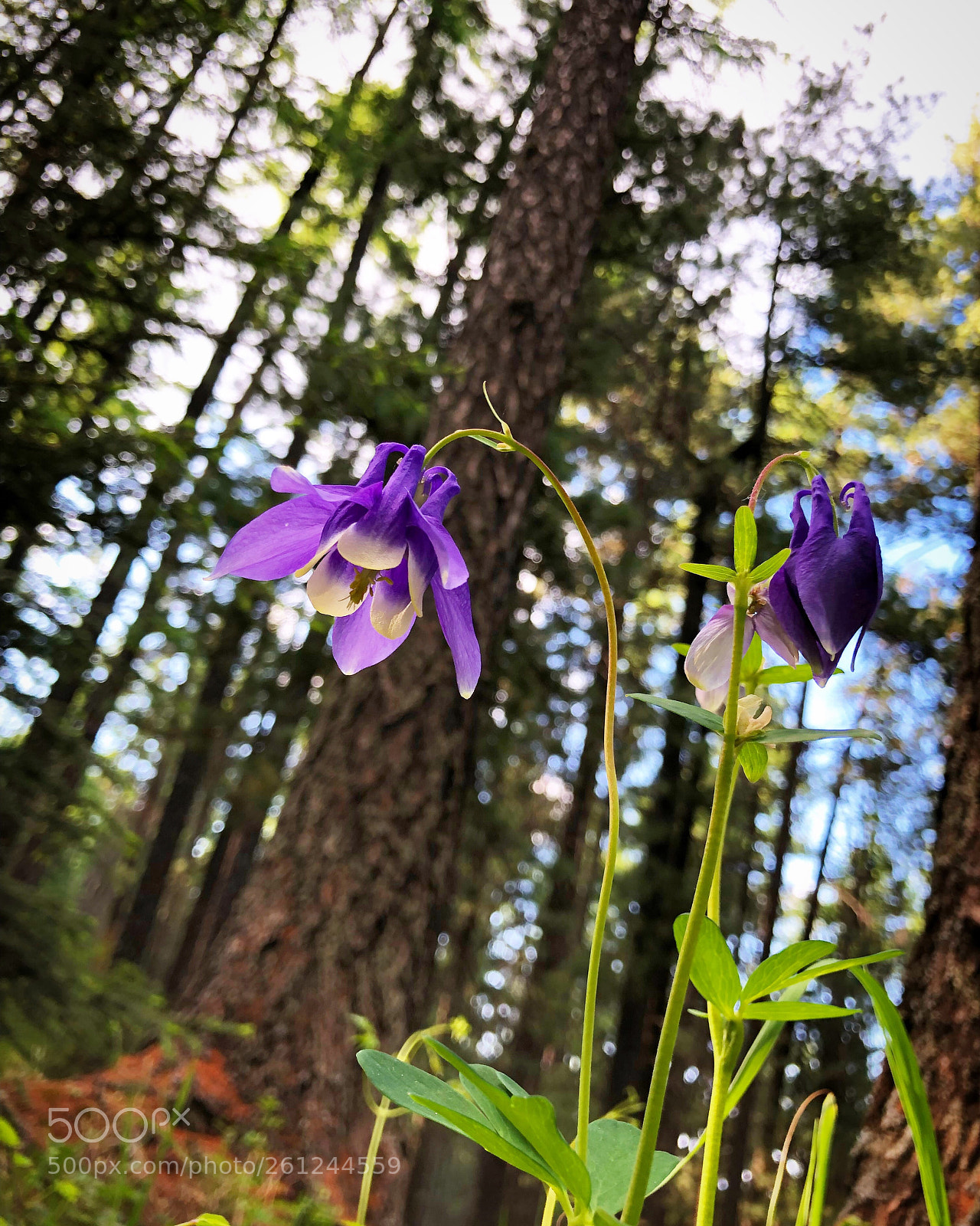 Apple iPhone X sample photo. Aqiulegia sibirica  photography