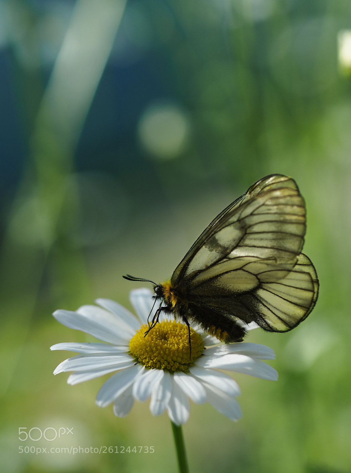 Olympus OM-D E-M5 II sample photo. A transparent butterfly photography