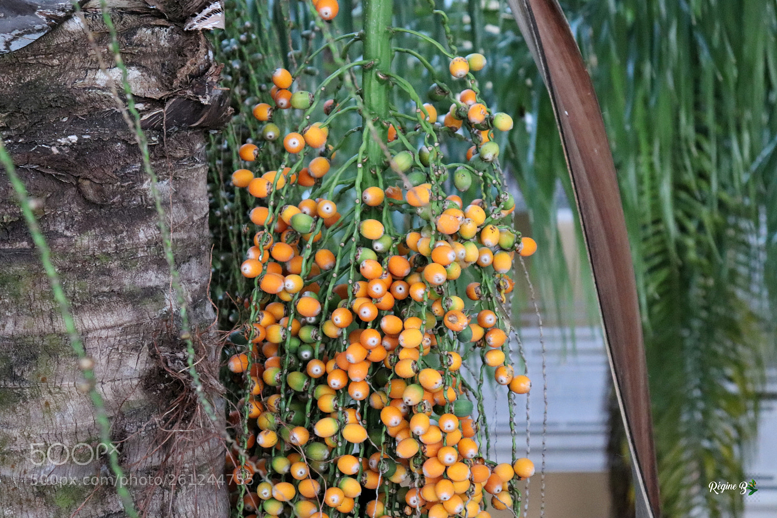Canon EOS 200D (EOS Rebel SL2 / EOS Kiss X9) sample photo. Palm tree fruits photography
