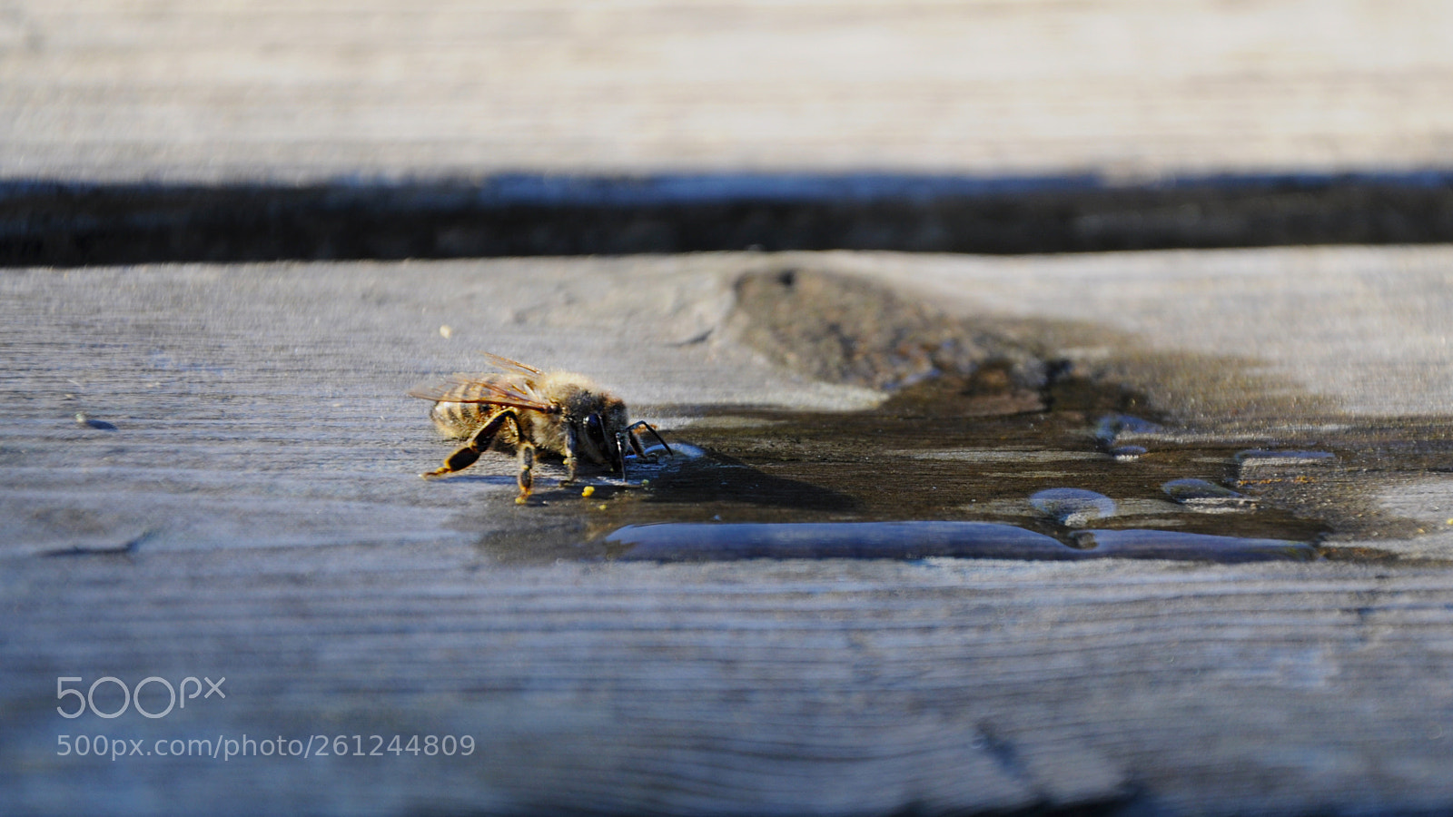 Nikon D5000 sample photo. Thirsty bee photography