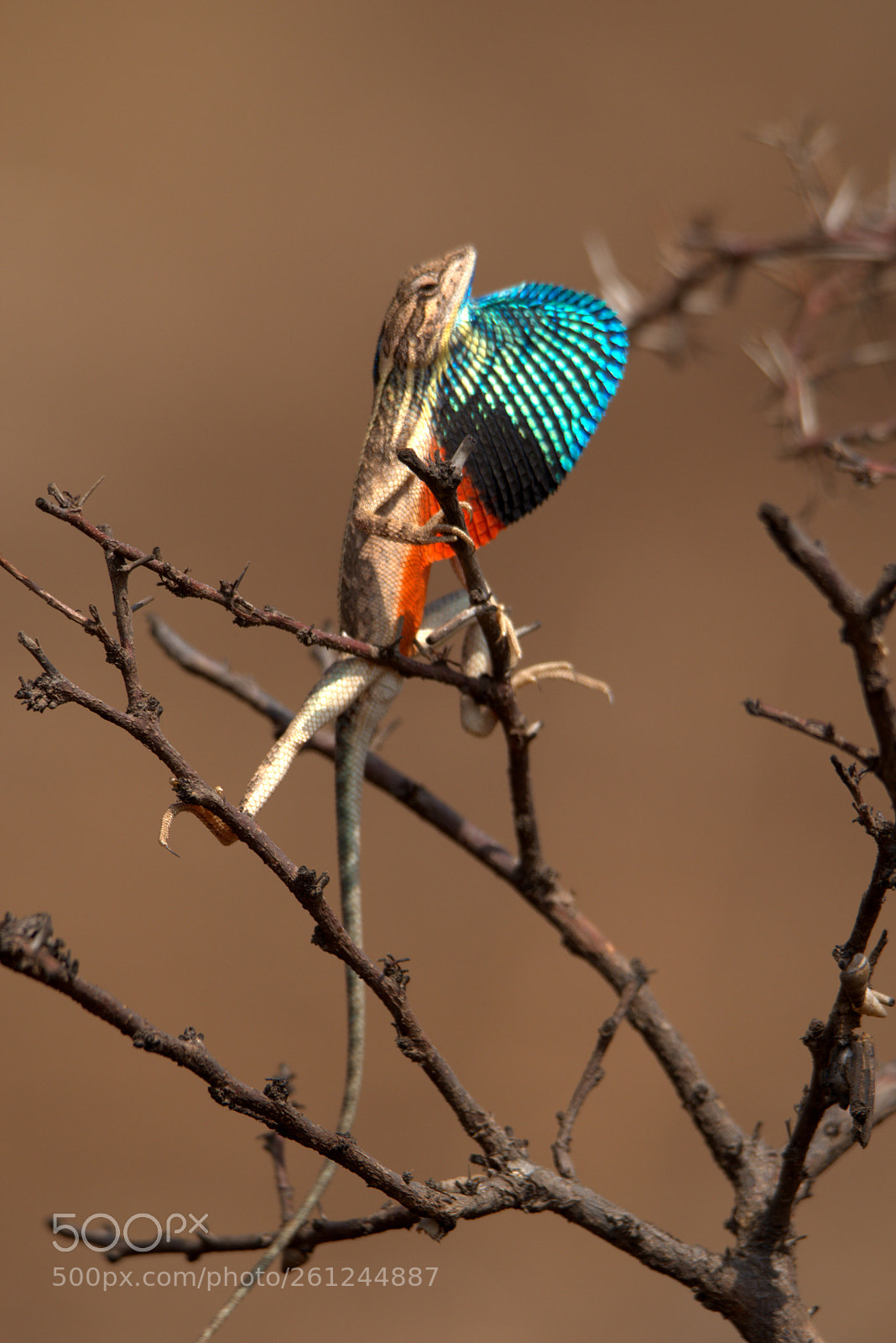 Nikon D5500 sample photo. Fan throated lizard (ftl) photography