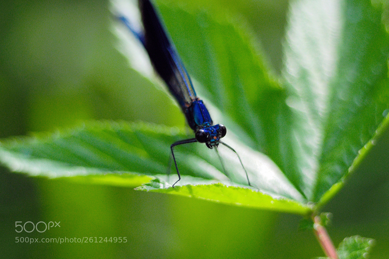 Nikon D90 sample photo. A blue one photography