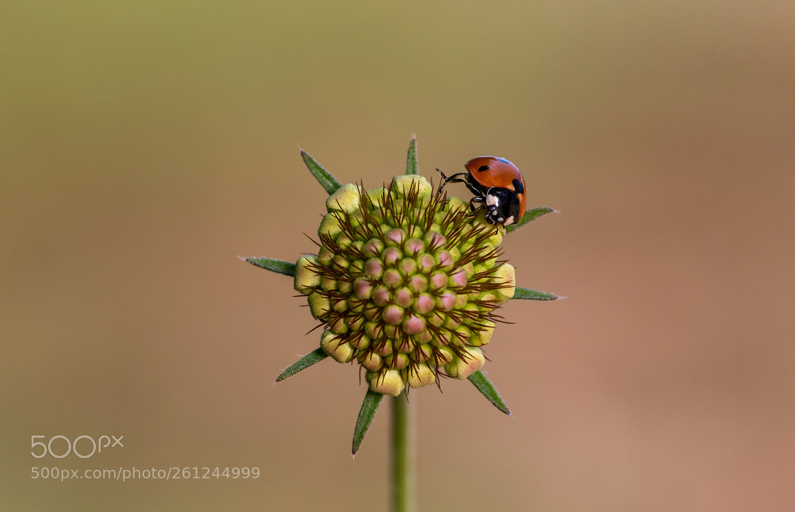 Canon EOS 7D Mark II sample photo. !! photography