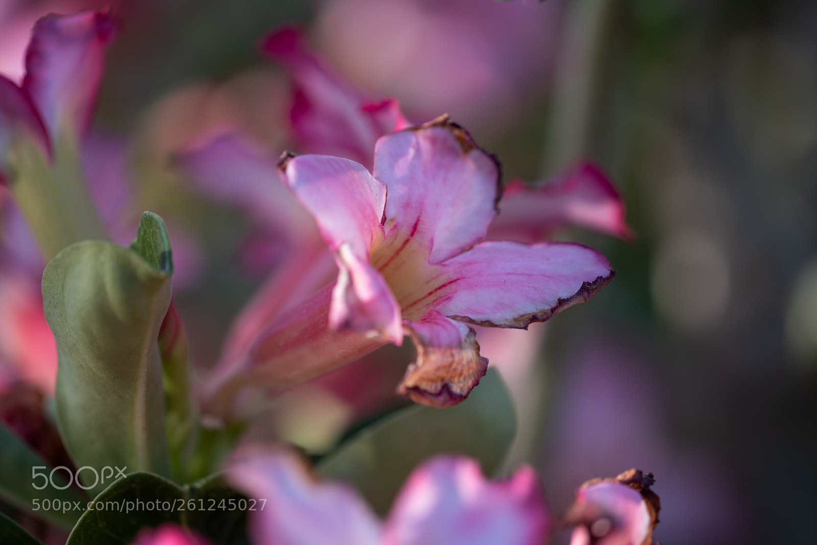 Nikon D810 sample photo. Flower 3 photography