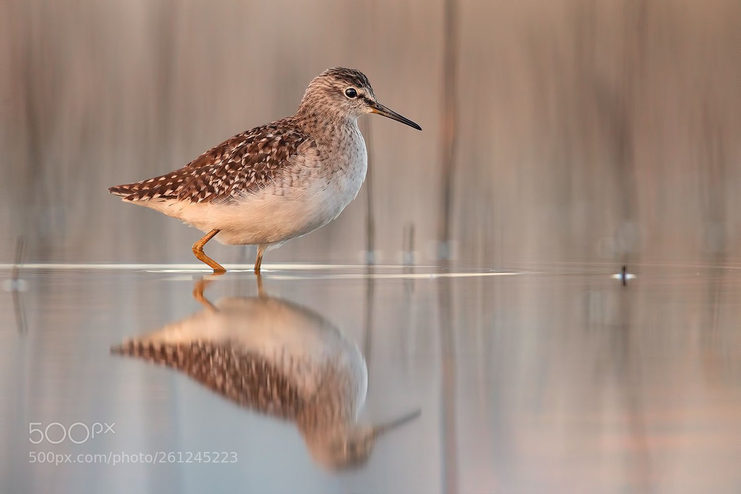 Canon EOS 5D Mark IV sample photo. Wood sandpiper dawn photography