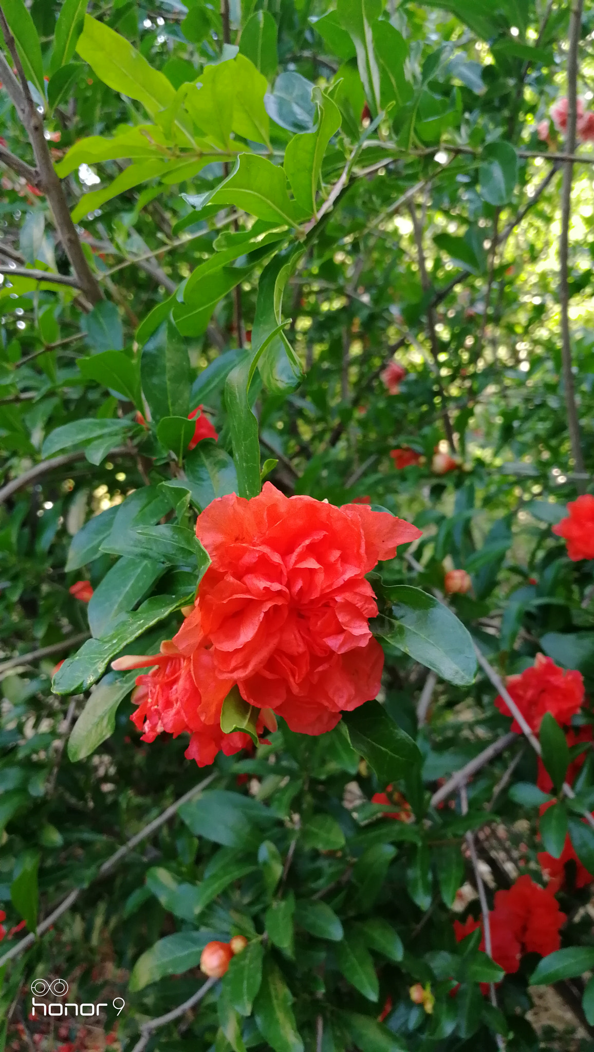 HUAWEI Honor 9 sample photo. Beautiful day.. the flowers photography