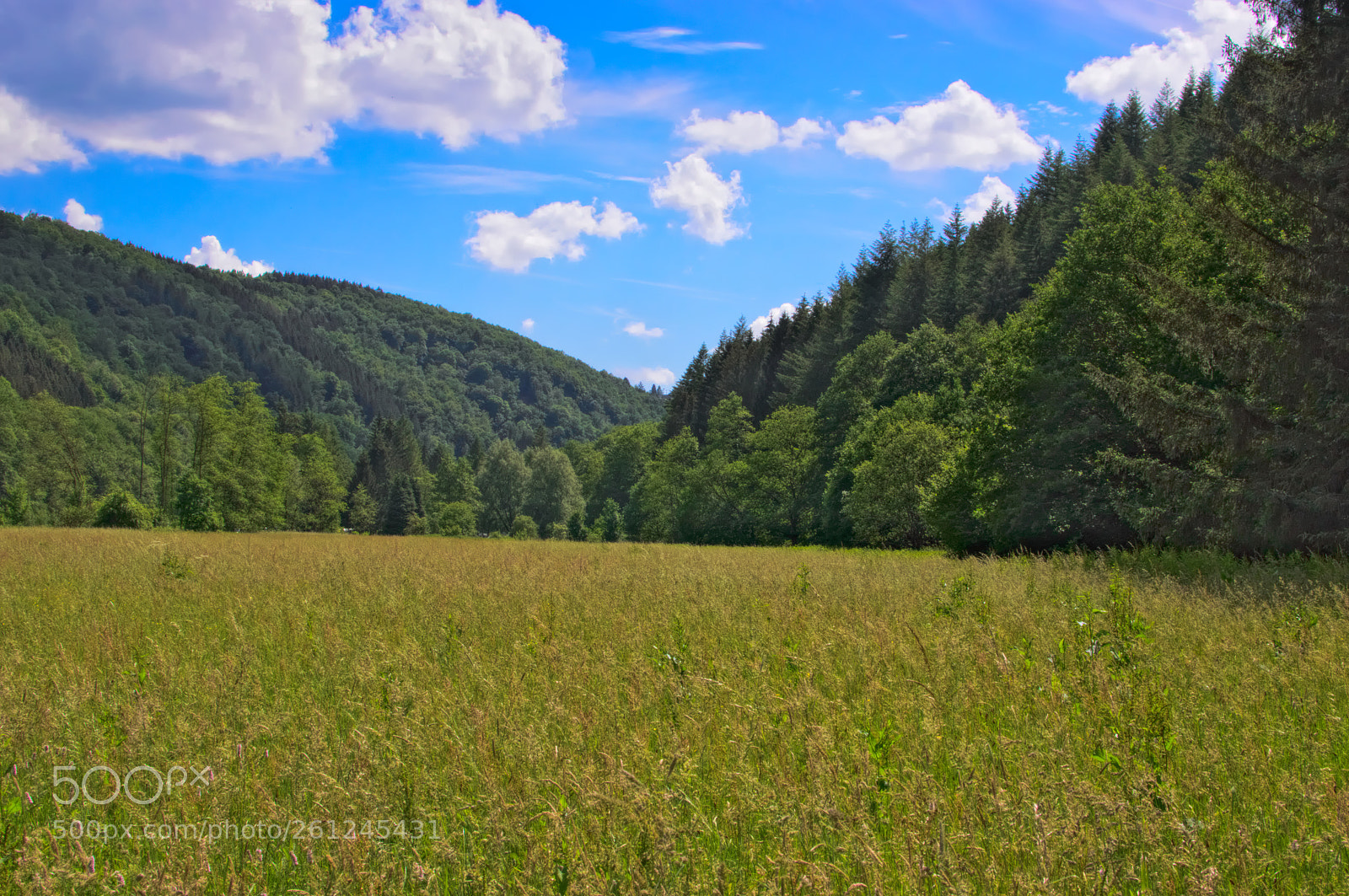 Nikon D3200 + Nikon AF-S DX Nikkor 35mm F1.8G sample photo. Ardenne photography