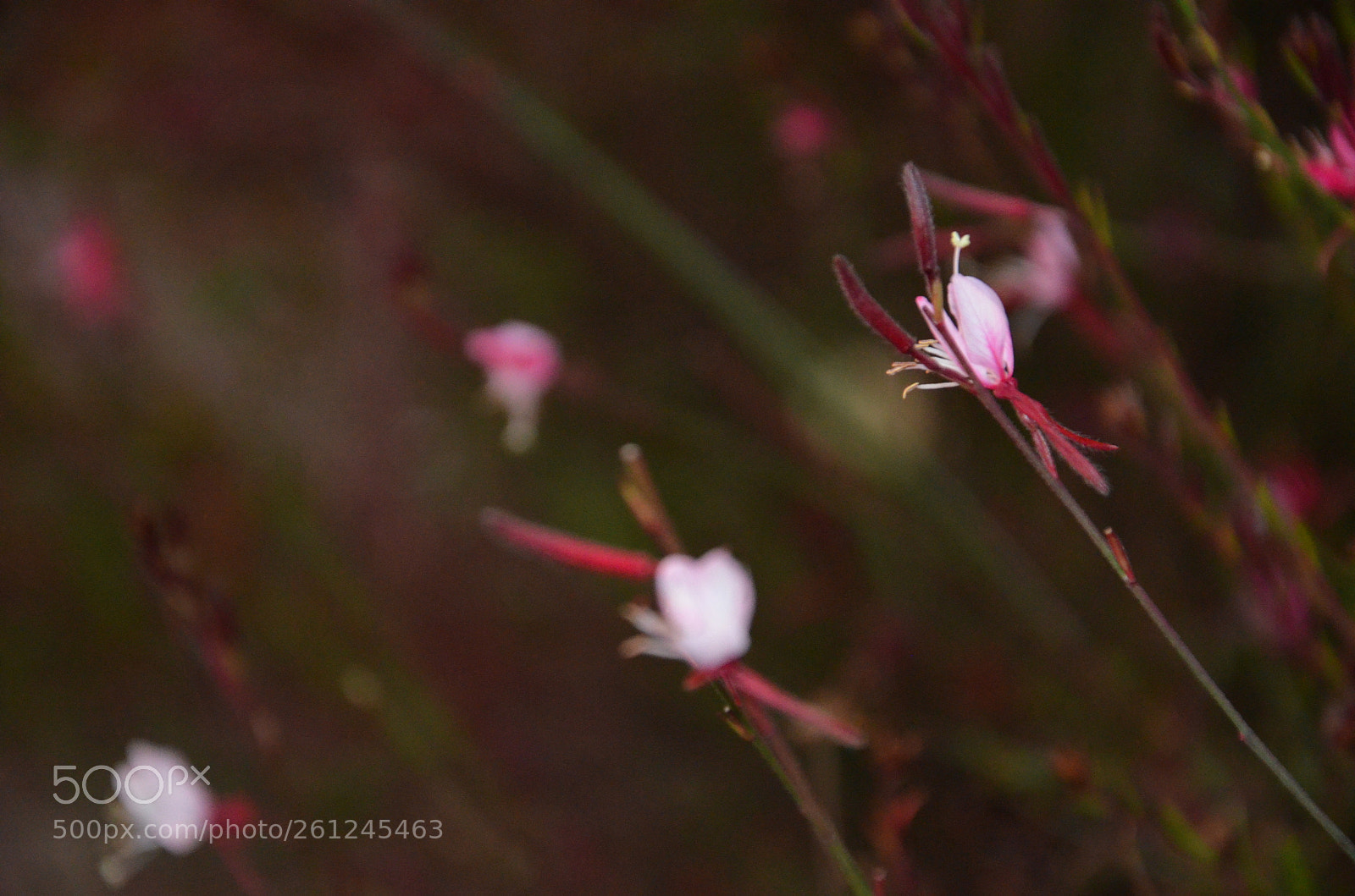 Nikon D5100 sample photo. Garip ama mutlu hikaye. photography