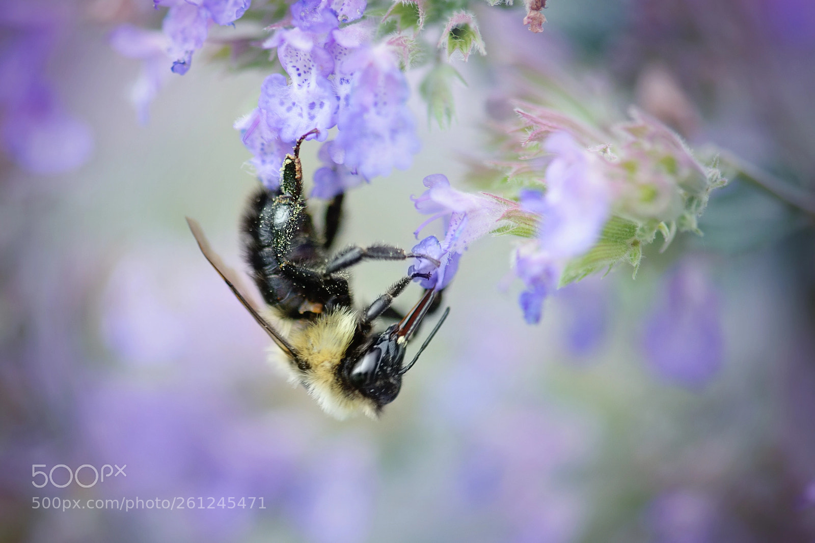 Nikon D700 sample photo. Bumble bee photography