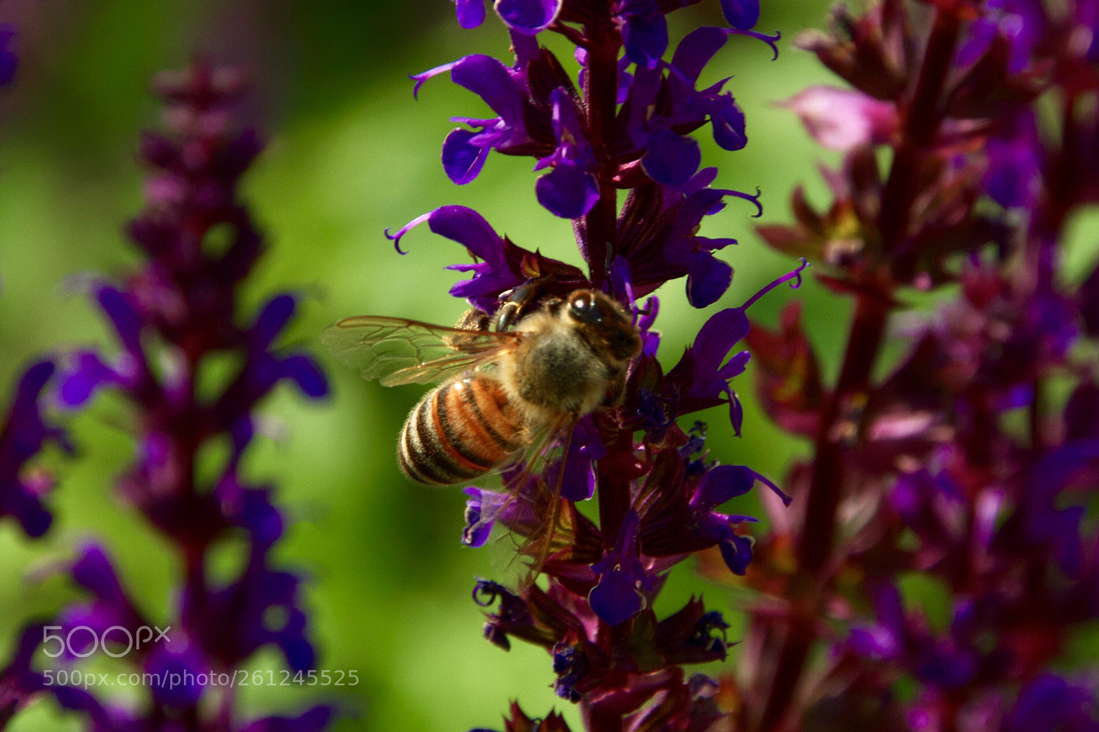 Canon EOS 550D (EOS Rebel T2i / EOS Kiss X4) sample photo. Beautiful little bee photography