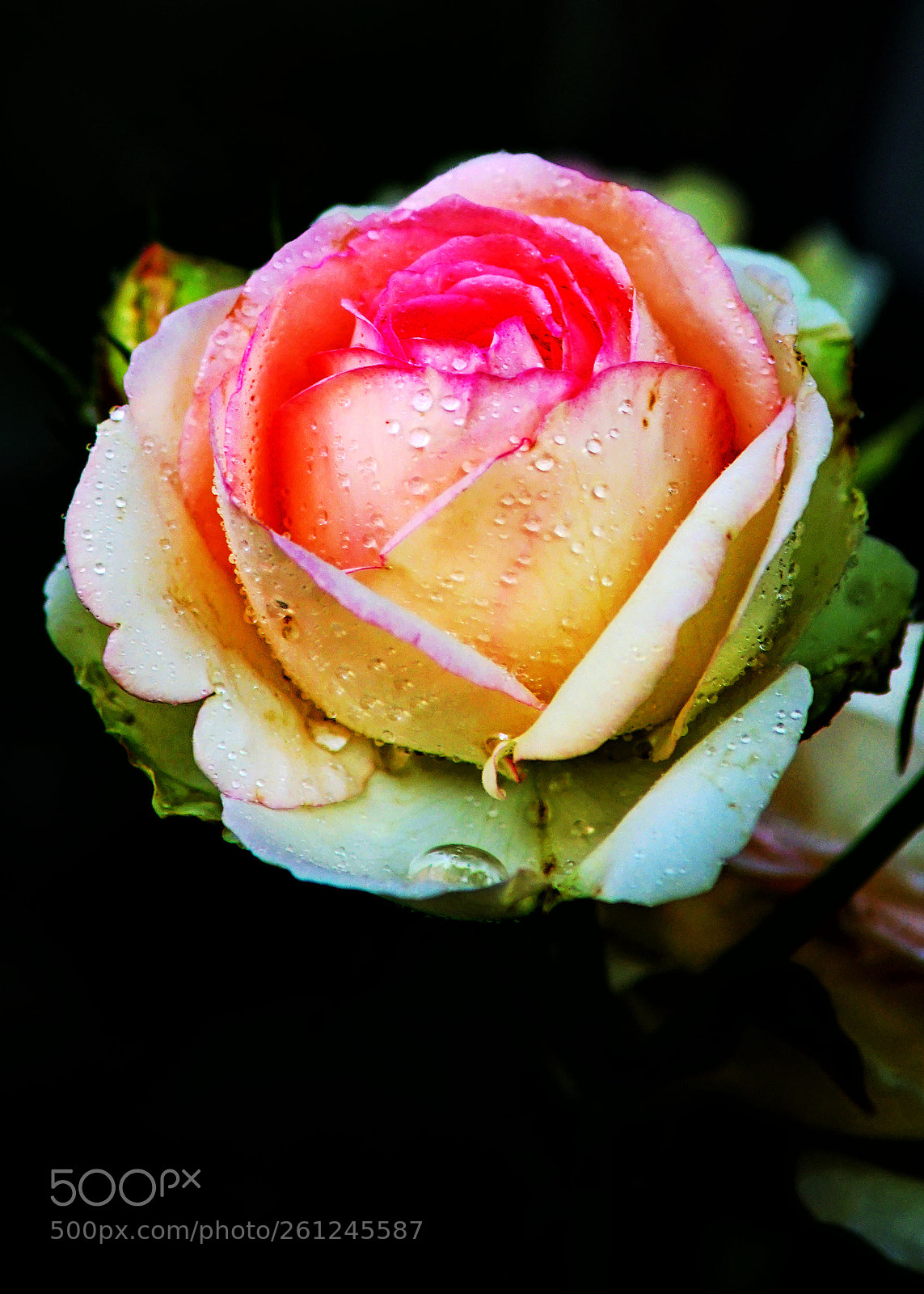 Sony a7 II sample photo. Roza photography