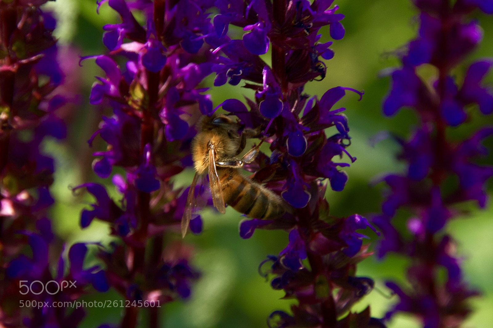 Canon EOS 550D (EOS Rebel T2i / EOS Kiss X4) sample photo. Beautiful little bee photography