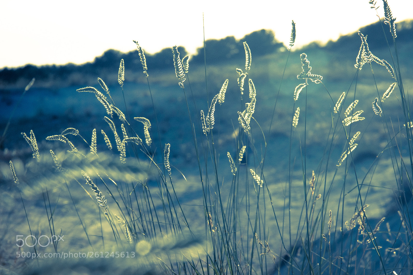 Canon EOS 600D (Rebel EOS T3i / EOS Kiss X5) sample photo. Sunny day photography