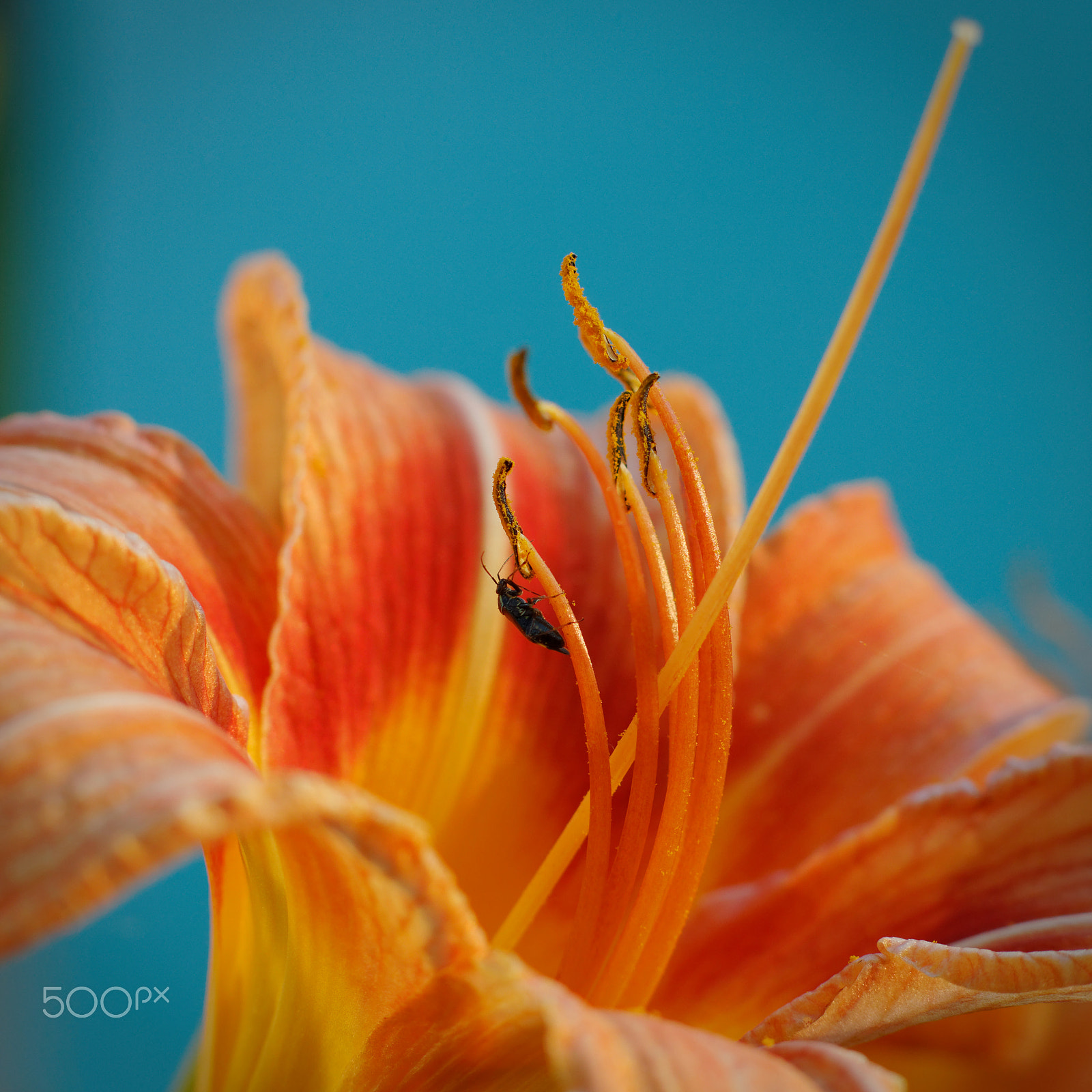 Canon EOS 760D (EOS Rebel T6s / EOS 8000D) sample photo. Orange daylily photography