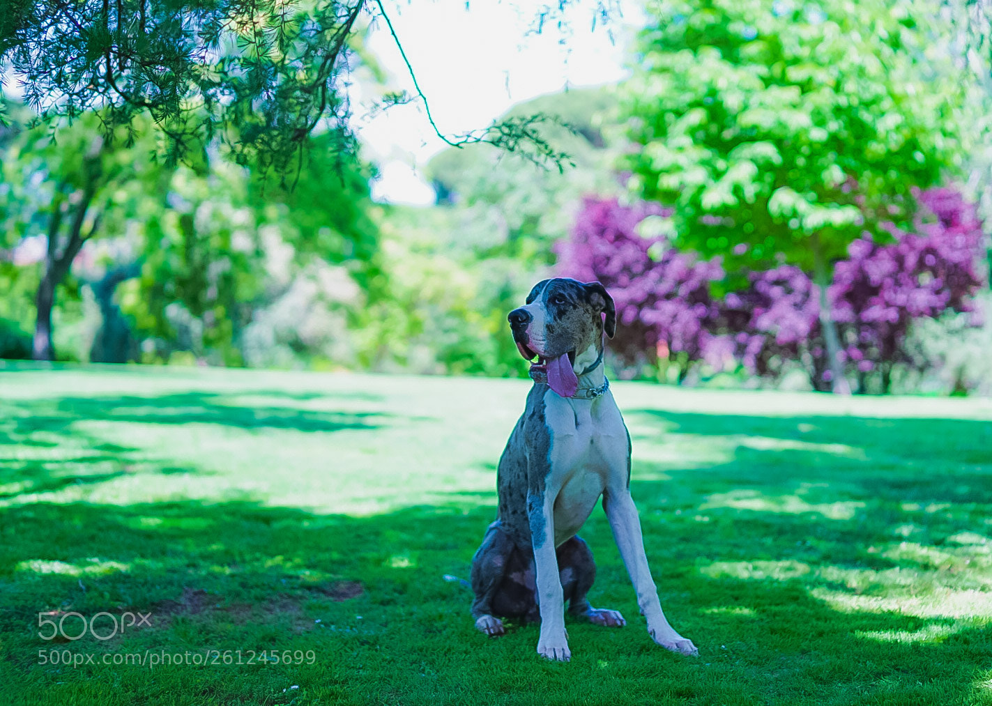 Sony a7 II sample photo. Untitled photography