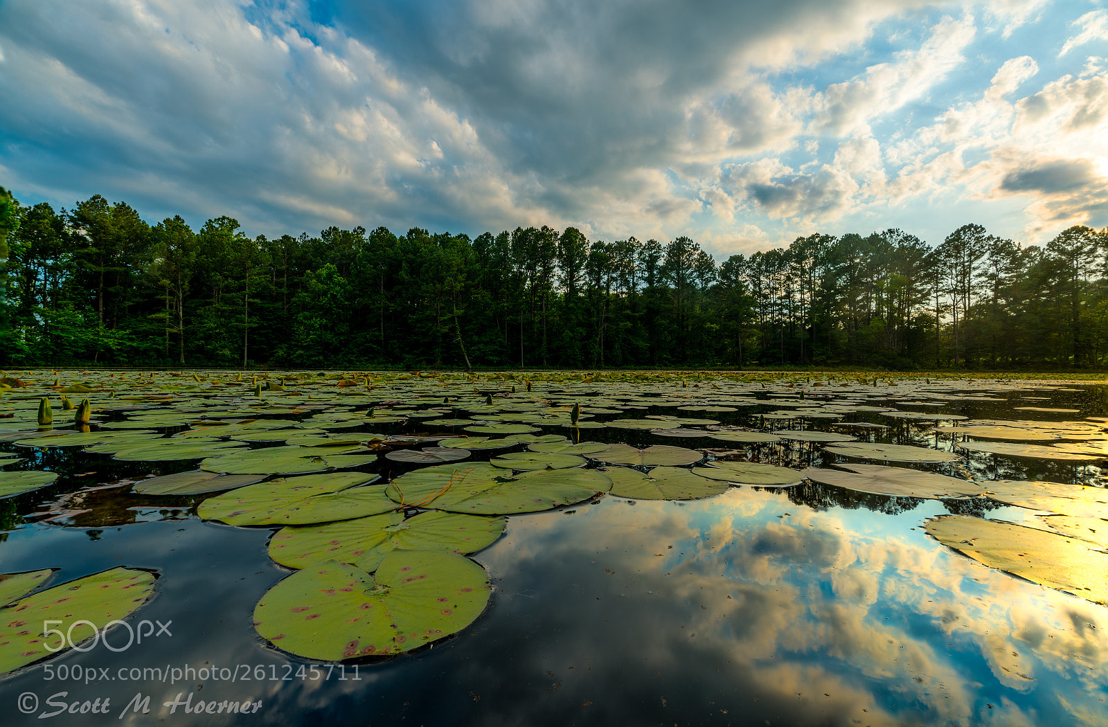 Sony a7R III sample photo. Water lilly testing photography