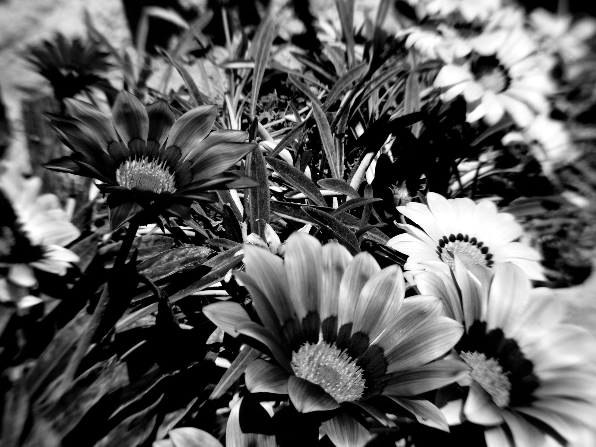 Pentax 07 Mount Shield Lens sample photo. Geometrías florales photography
