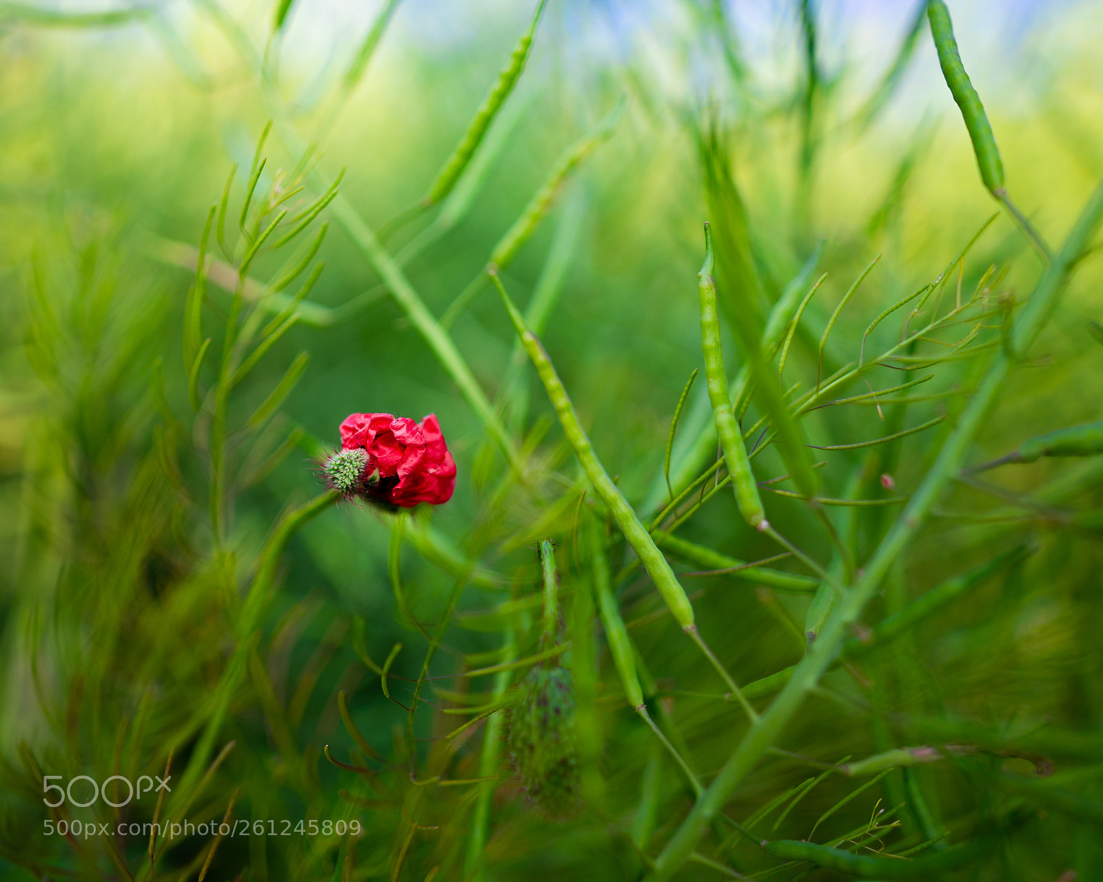 Sony a7 II sample photo. Poppy photography