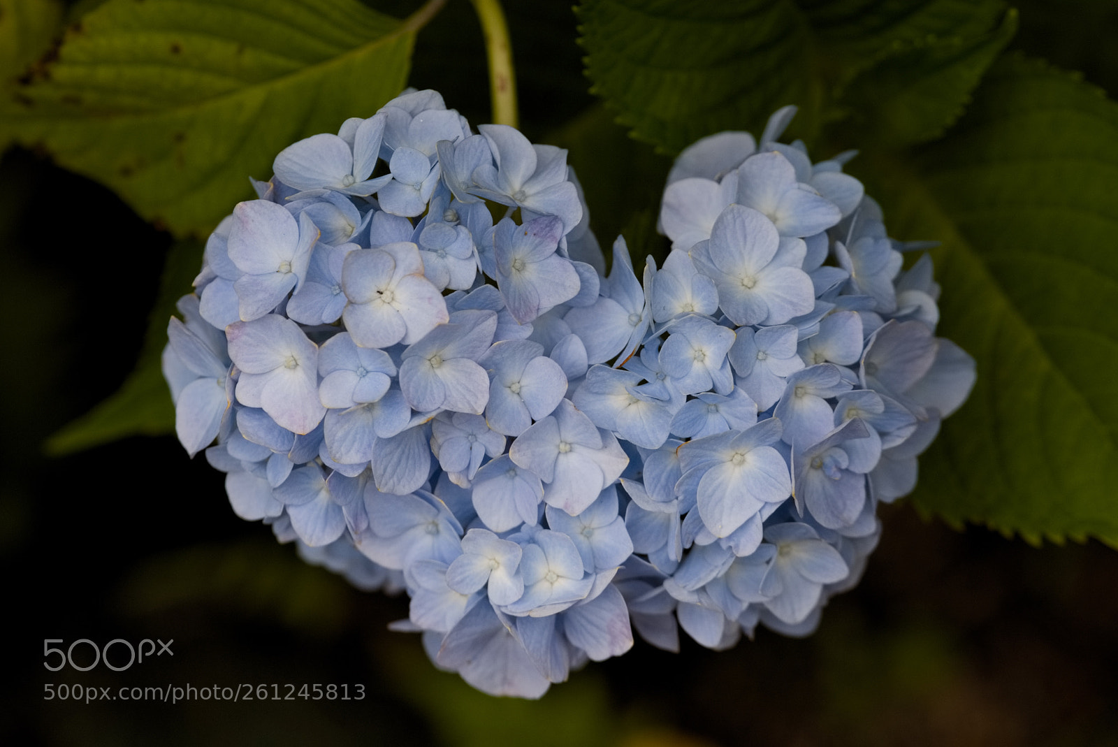 Nikon D810 sample photo. Hydrangea' heart（アジサイのハート） photography