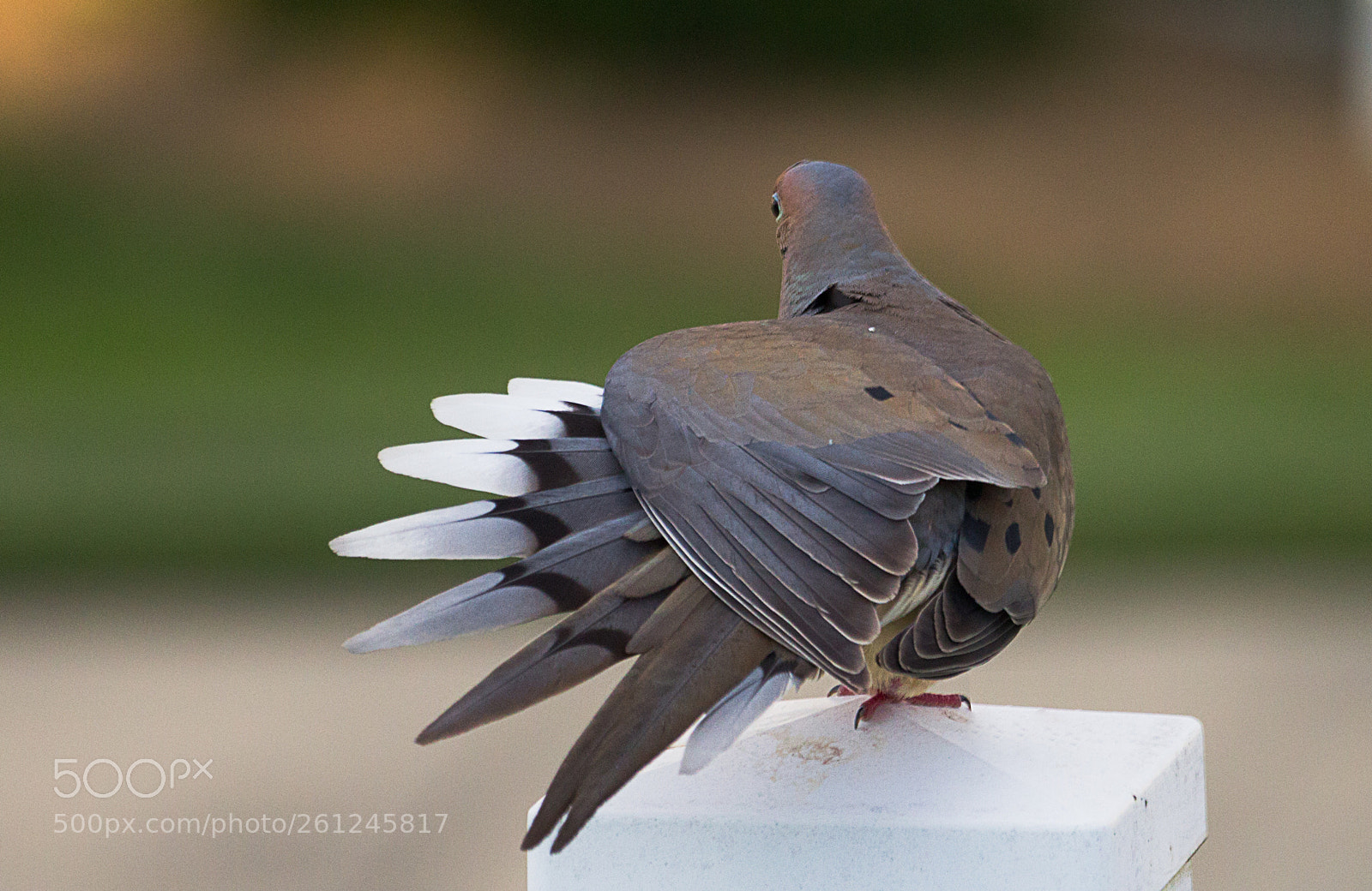 Canon EOS 600D (Rebel EOS T3i / EOS Kiss X5) sample photo. Dancing pigeon photography